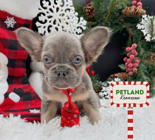 [#252195-01] Lilac M French Bulldog Puppies For Sale