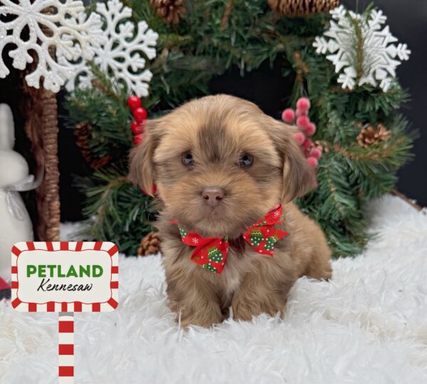 [#252386-08] Brown F Shorkie Puppies For Sale