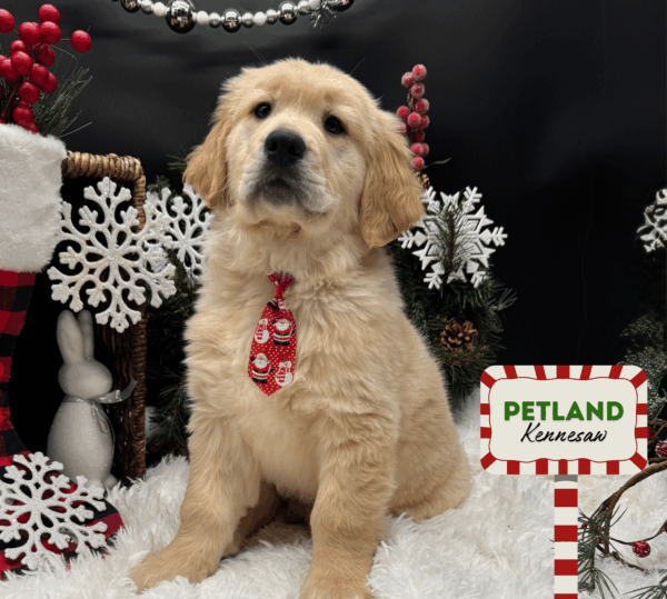 [#252826-04] Golden M Golden Retriever Puppies For Sale