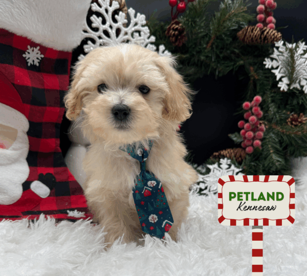 [#252341-02] Cream M Maltipoo Puppies For Sale