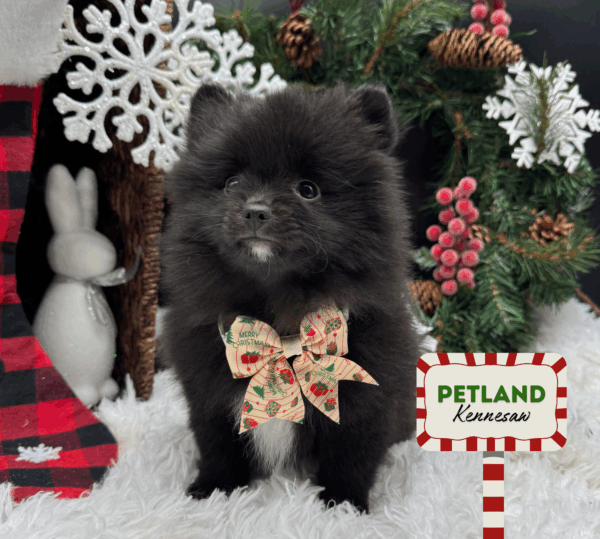 [#252419-03] Black F Pomeranian Puppies For Sale