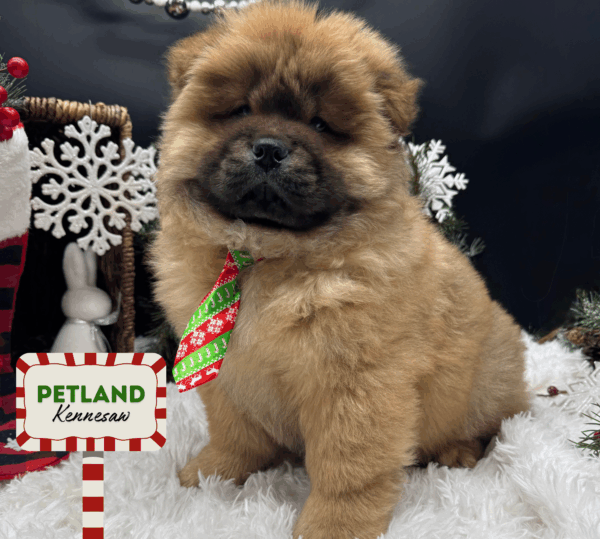[#253026-03] Red M Chow Chow Puppies For Sale