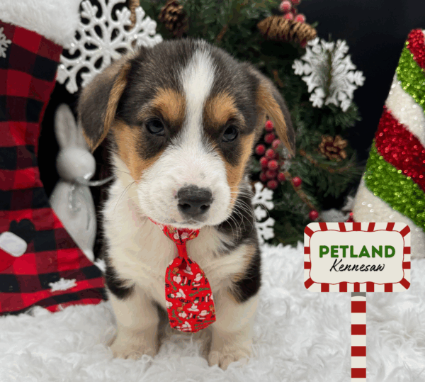 [#252314-02] Black Tan / White M Pembroke Welsh Corgi Puppies For Sale