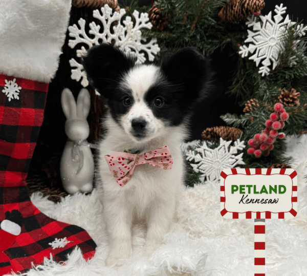 [#252721-06] Black / White F Papillon Puppies For Sale