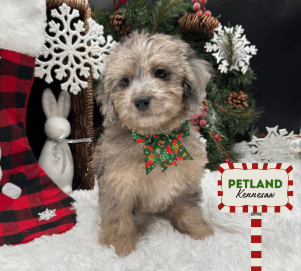 [#251058-07] Black / Gray F Poodle Puppies For Sale