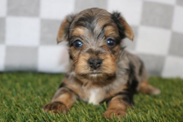 [#252530-06] Gray F Yorkiepoo Puppies For Sale