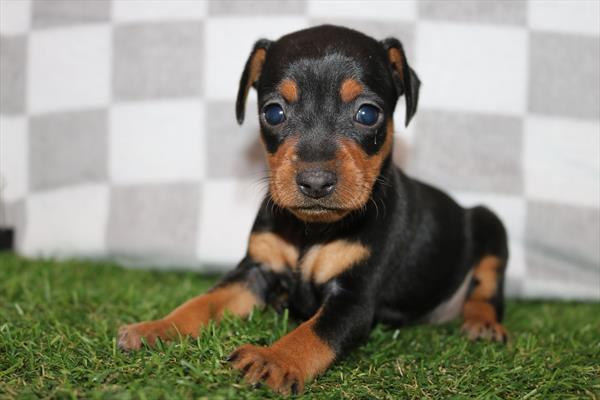 [#252567-04] Black / Tan F Miniature Pinscher Puppies For Sale