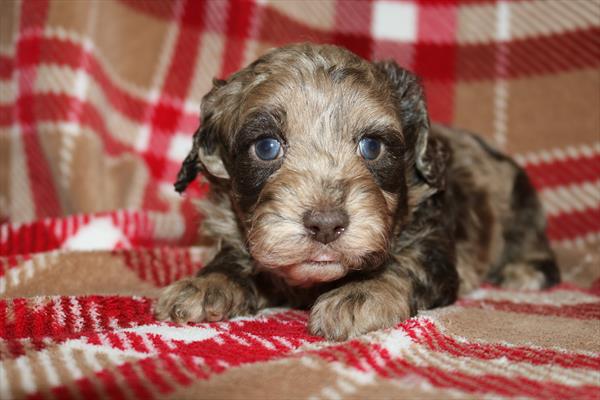 [#252621-03] Chocolate Merle F Cock A Poo Puppies For Sale