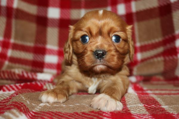 [#252624-02] Red M Cavalier King Charles Spaniel Puppies For Sale