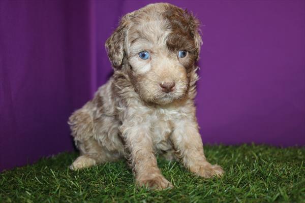[#252521-02] Chocolate Merle F Poodle Toy Puppies For Sale