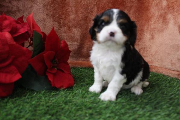 [#252650-02] Tri-Colored M Cavalier King Charles Spaniel Puppies For Sale