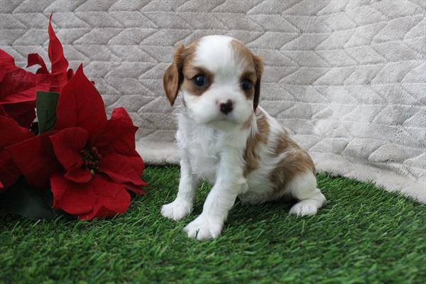[#252652-03] Blenheim F Cavalier King Charles Spaniel Puppies For Sale
