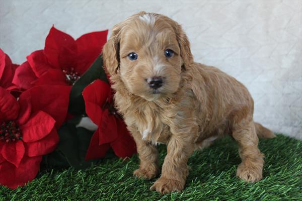 [#252648-03] Red M Cockadoodle F1 Puppies For Sale
