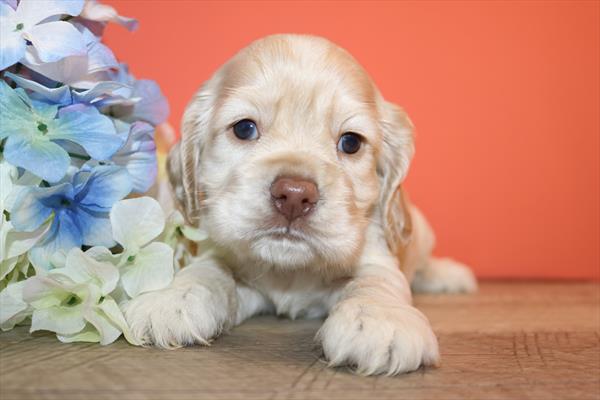[#252619-01] Buff / White M Cocker Spaniel Puppies For Sale