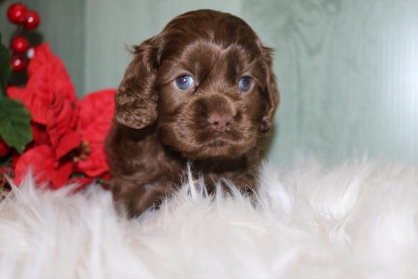 [#252688-01] Chocolate M Cocker Spaniel Puppies For Sale