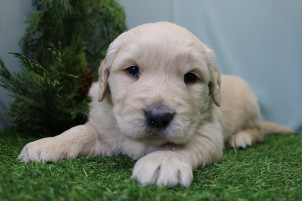 [#25451-01] Golden M Golden Retriever Puppies For Sale