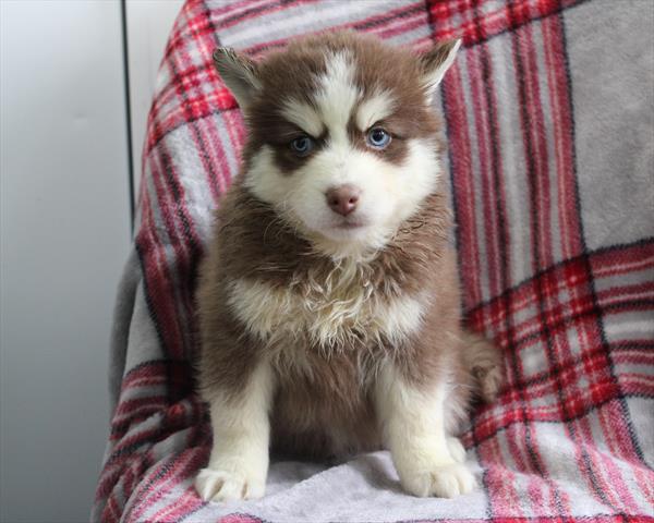 [#253075-01] Chocolate / White M Pomsky Puppies For Sale