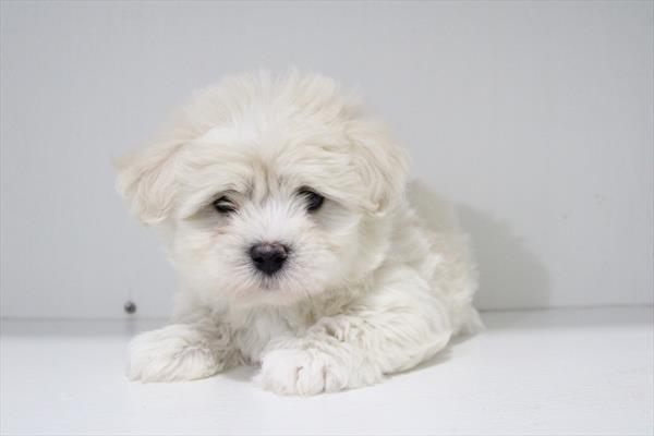 [#253161-02] White M Coton de Tulear Puppies For Sale
