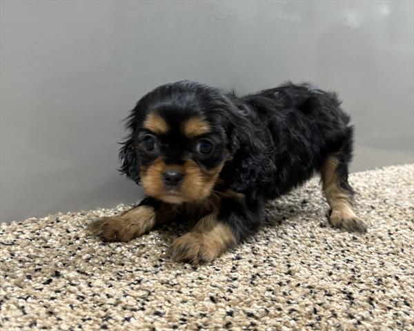 [#253055-07] Black / Tan F Cavalier King Charles Spaniel Puppies For Sale