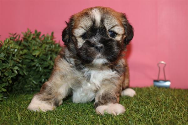 [#252732-01] Brown / White F Lhasa Apso Puppies For Sale