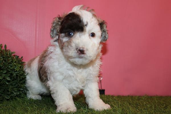 [#252735-01] Chocolate Merle M Poodle Puppies For Sale