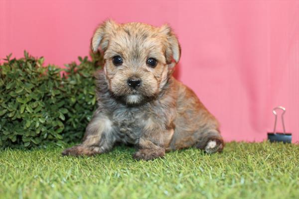[#252738-06] Brown F Morkie Puppies For Sale