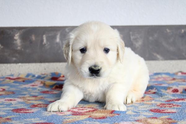 [#253261-01] White M Golden Retriever Puppies For Sale