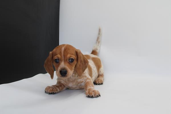 [#253277-06] White / Brown F Dachshund Puppies For Sale