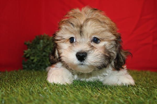 [#2663-01] Sable / White M Teddy Bear Puppies For Sale