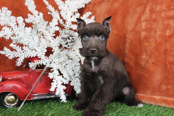 [#2616-02] Chocolate M Miniature Schnauzer Puppies For Sale