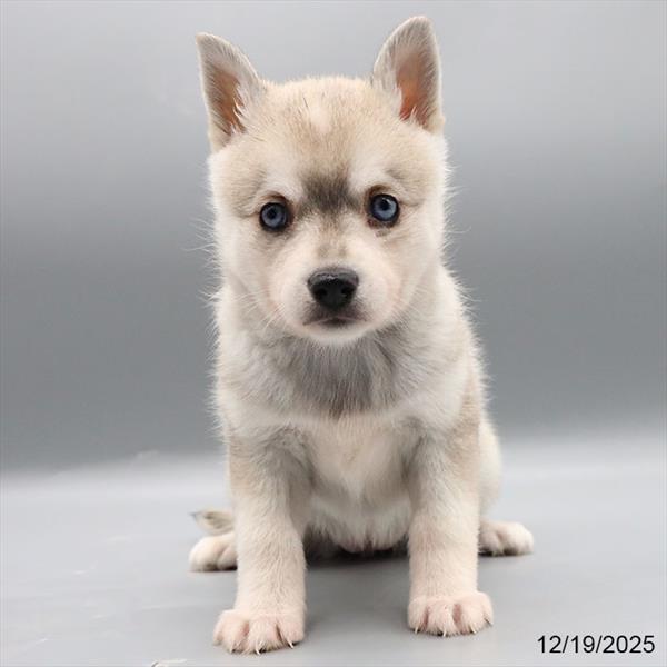 [#251050-05] Black Gray / White F Alaskan Klee Kai Puppies For Sale