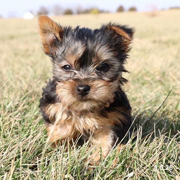 [#251130-02] Black / Tan F Yorkshire Terrier Puppies For Sale