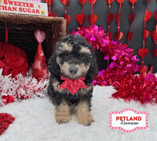 [#253119-06] Black Tan / White F Bichapoo Puppies For Sale