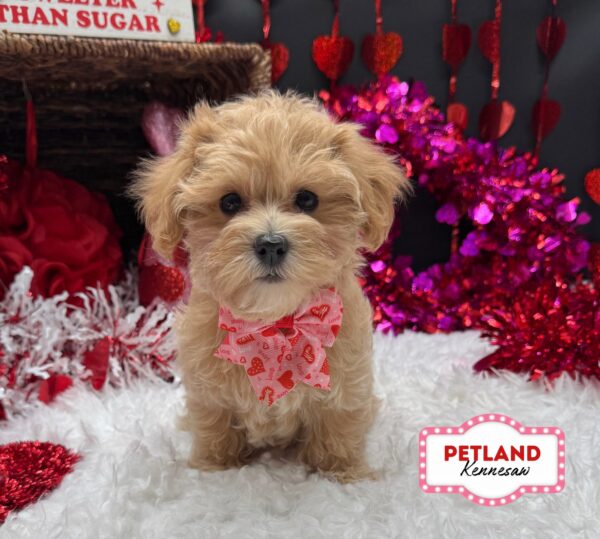[#251115-03] Cream F Maltipoo Puppies For Sale