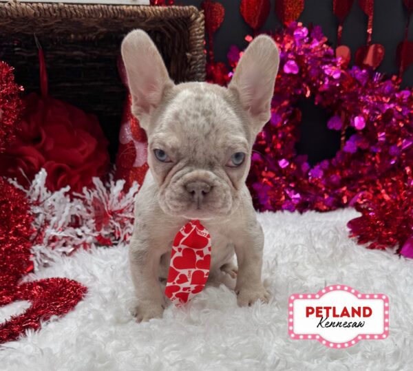 [#251063-02] Merle M French Bulldog Puppies For Sale