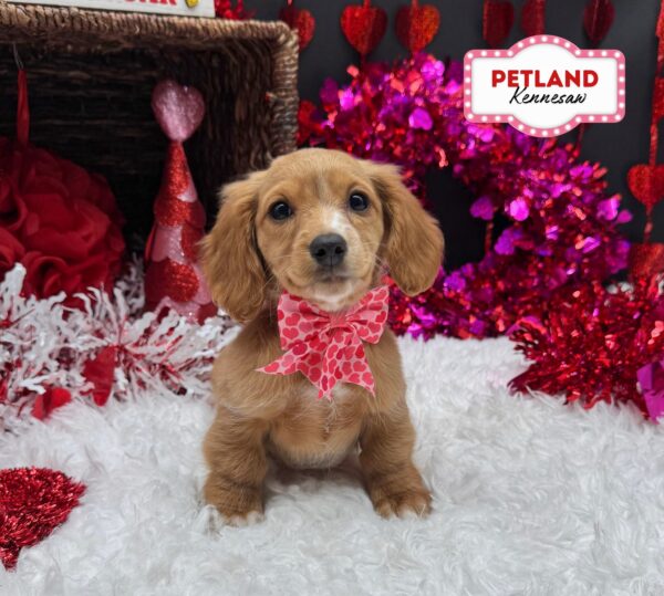 [#251134-07] Apricot F Dachshund Puppies For Sale