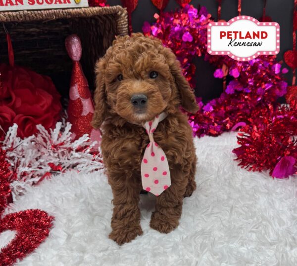 [#253467-01] Red M Goldendoodle Mini Puppies For Sale