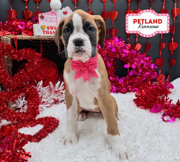 [#253434-05] Fawn / White F Boxer Puppies For Sale