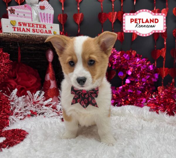 [#251030-06] Red / White F Pembroke Welsh Corgi Puppies For Sale