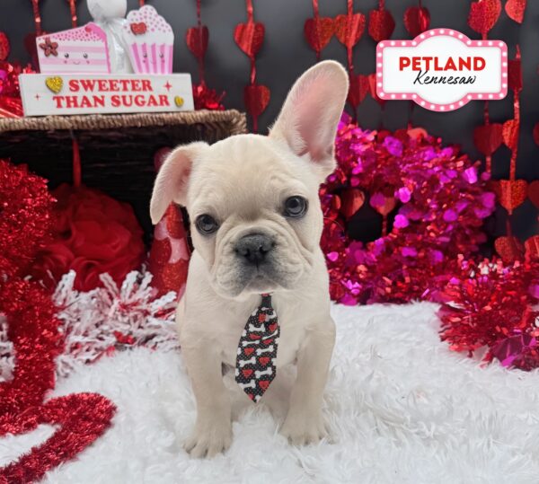 [#25982-03] White M French Bulldog Puppies For Sale