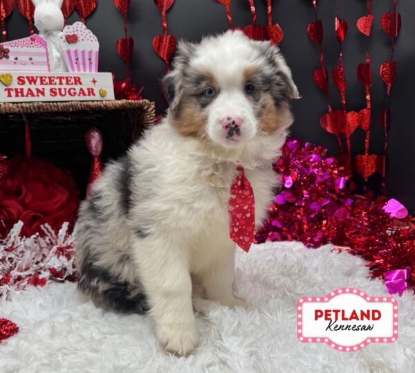 [#253367-01] Blue Merle M Miniature American Shepherd Puppies For Sale