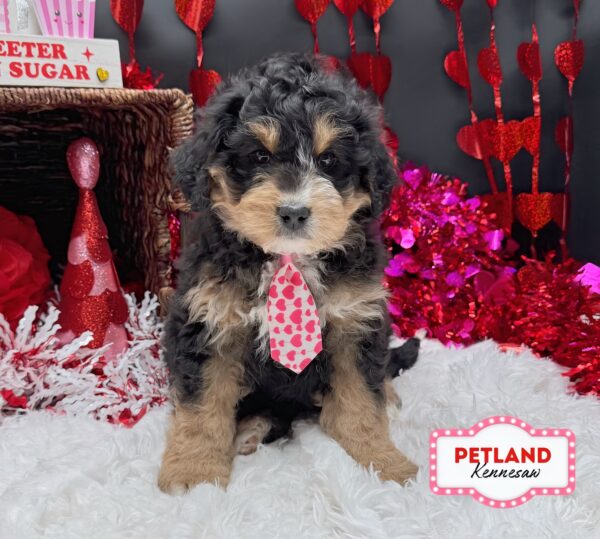 [#2617-01] Tri-Colored M Bernedoodle Puppies For Sale