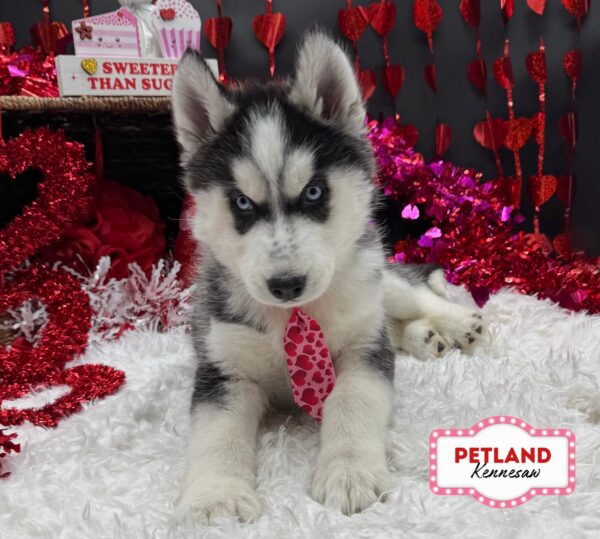 [#2647-01] Black / White M Siberian Husky Puppies For Sale
