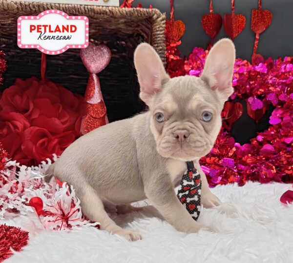 [#251063-01] Lilac / Tan M French Bulldog Puppies For Sale