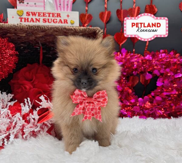[#252425-02] Brown F Pomeranian Puppies For Sale