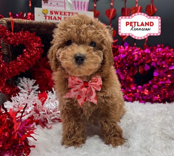 [#253323-02] Apricot F Poodle Mini Puppies For Sale