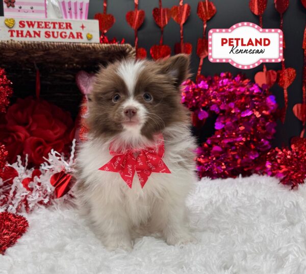 [#252643-02] Chocolate F Pomeranian Puppies For Sale