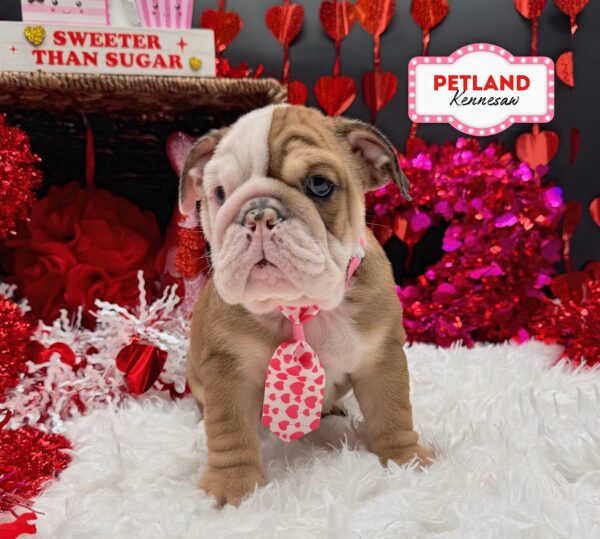 [#253145-01] Red / White M English Bulldog  Puppies For Sale
