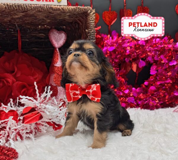 [#253055-07] Black / Tan F Cavalier King Charles Spaniel Puppies For Sale