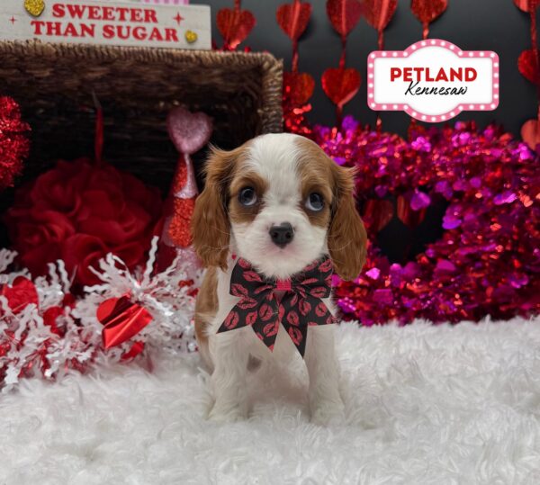 [#252652-03] Blenheim F Cavalier King Charles Spaniel Puppies For Sale